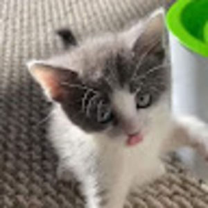 Meet your Posher, Susie
